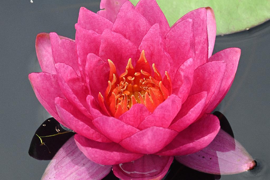 2025-07119523 Tower Hill Botanic Garden, MA.JPG - Water Lily. New England Botanic Garden at Tower Hill, MA, 7-11-2025